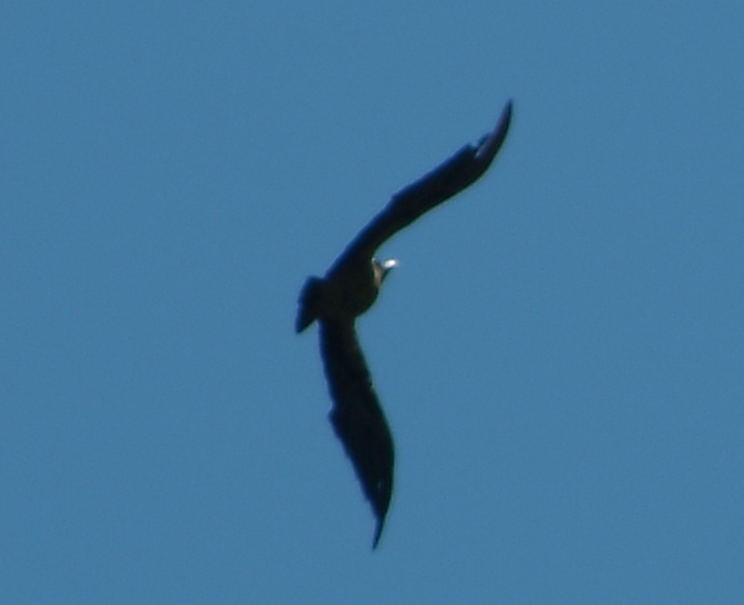 uccelli P. N. d''Abruzzo